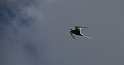 Arctic tern in flight - A